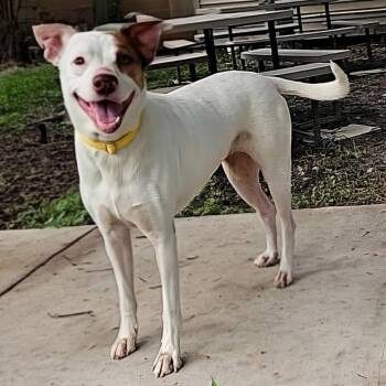 Rain -  Vizsla and Mixed Breed Dog for Adoption in Corpus Christi, Texas - Rain | PetCurious