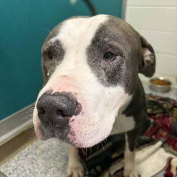Hank -  Mixed Breed Dog for Adoption in Burlington, Iowa - Hank | PetCurious