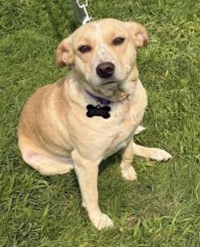 Honey Mabel -  Australian Cattle Dog Blue Heeler Dog for Adoption in Pasco, Washington - Honey Mabel | PetCurious