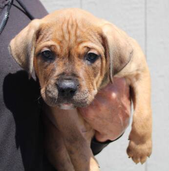 Mastiff and Mixed Breed Dogs Available for Adoption in Vacaville, California - Fozzy | PetCurious
