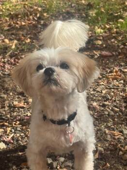 Scooby -  Shih Tzu Dog for Adoption in Portland, Oregon - Scooby | PetCurious