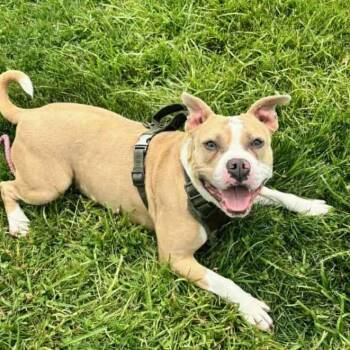 Poptart (Fancy) -  Terrier Dog for Adoption in Flintstone, Maryland - Poptart (Fancy) | PetCurious