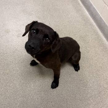 Lindor -  Terrier Dog for Adoption in Kearney, Nebraska - Lindor | PetCurious