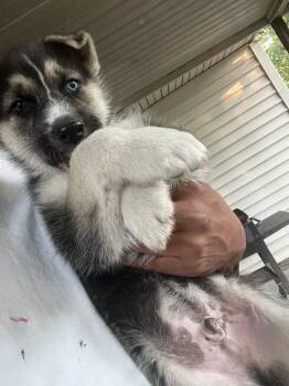Rescue Husky and Shepherd Dogs for Adoption in Dallas, Texas - Storm | PetCurious