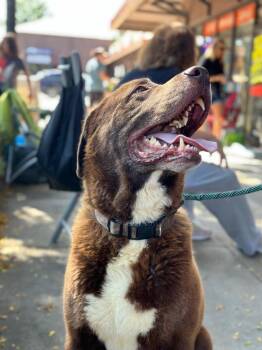 Newfoundland Dog and Mixed Breed Dogs Available for Adoption in Severance, Colorado - Superman (aka Moose) | PetCurious