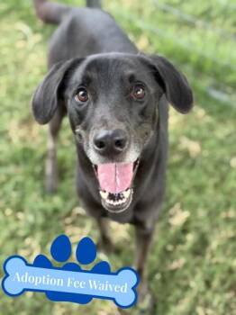 Care Bear -  Labrador Retriever and Mixed Breed Dog for Adoption in Irving, Texas - Care Bear | PetCurious