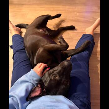Lulu: Adopt or Forever Foster -  Labrador Retriever Dog for Adoption in Rochester, New York - Lulu: Adopt Or Forever Foster | PetCurious