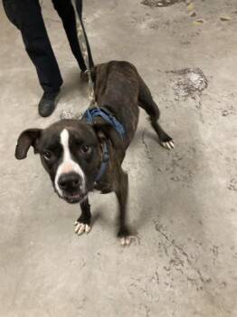 Boxer and Pit Bull Terrier Dogs Available for Adoption in Camarillo, California - COLT | PetCurious