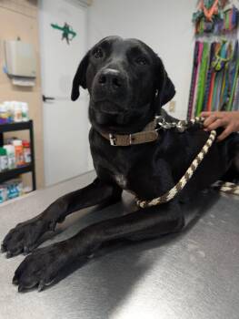 Labrador Retriever Dogs Available for Adoption in Tupper Lake, New York - Fiona | PetCurious