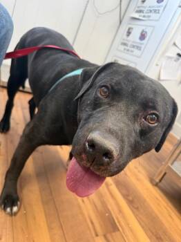 Staffordshire Bull Terrier and Labrador Retriever Dogs Available for Adoption in Fayetteville, Tennessee - Tom | PetCurious