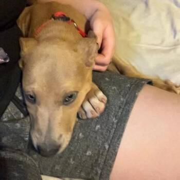 Pit Bull Terrier and Black Labrador Retriever Dogs Available for Adoption in Livingston, Texas - Grimm | PetCurious