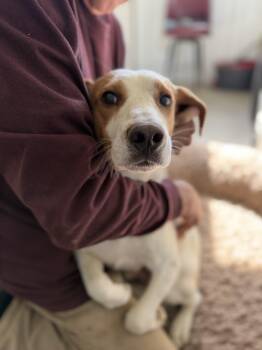 Beagle Dogs Available for Adoption in Alliance, Ohio - Huckleberry  | PetCurious