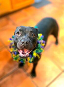 Bulldog and Labrador Retriever Dogs Available for Adoption in North Berwick, Maine - Lizzie | PetCurious