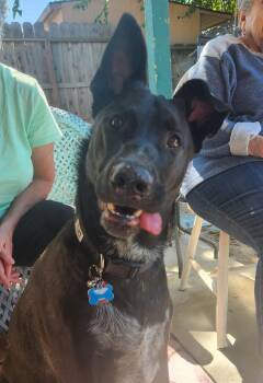 Rescue Belgian Shepherd Malinois and Cattle Dog Dogs for Adoption in Stockton, California - Loki | PetCurious