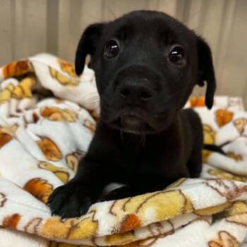 Pebble -  Border Collie and Mixed Breed Dog for Adoption in Stephenville, Texas - Pebble | PetCurious