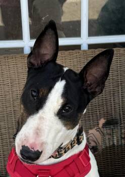 Sista Sweet -  Bull Terrier Dog for Adoption in Ellicott City, Maryland - Sista Sweet | PetCurious