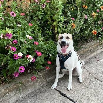 Anatolian Shepherd Dogs Available for Adoption in Tulsa, Oklahoma - Charlie | PetCurious