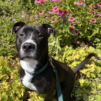 Midnight -  American Staffordshire Terrier Dog for Adoption in Fairport, New York - Midnight | PetCurious
