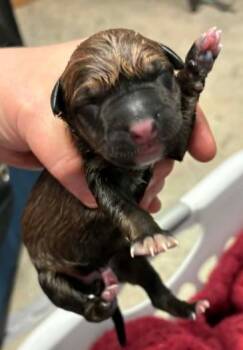 Raleigh -  Blue Lacy and Mixed Breed Dog for Adoption in Lampasas, Texas - Raleigh | PetCurious