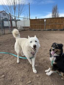Marshy -  Siberian Husky and Mixed Breed Dog for Adoption in Fort Collins, Colorado - Marshy | PetCurious