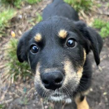 Terrier and Shepherd Dogs Available for Adoption - Ellie | PetCurious