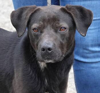 Labrador Retriever Dogs Available for Adoption - Phideux | PetCurious