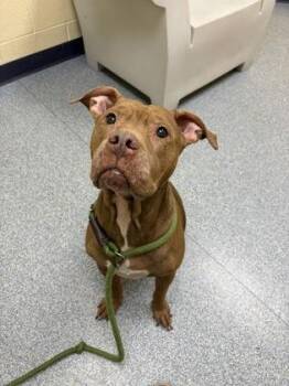 Holly -  Pit Bull Terrier and Mixed Breed Dog for Adoption in Westland, Michigan - Holly | PetCurious