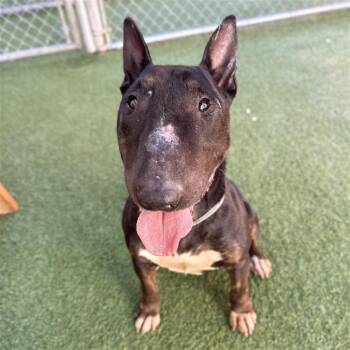 Bull Terrier Dogs Available for Adoption - Mona | PetCurious