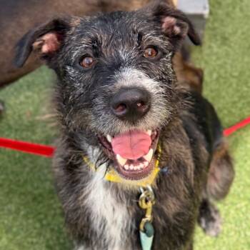 Rascal -  Mixed Breed Dog for Adoption in Asheville, North Carolina - Rascal | PetCurious