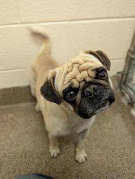 Pug Dogs Available for Adoption - Rufus | PetCurious