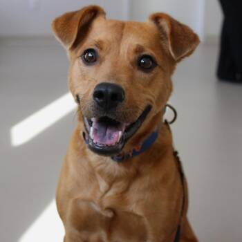 Terrier Dogs Available for Adoption - Ruby | PetCurious