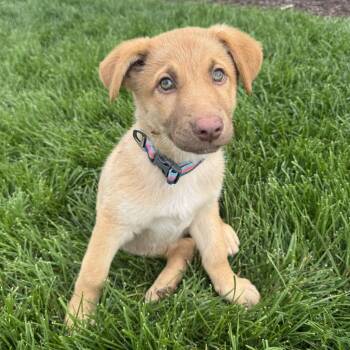 Molly fka Fifi -  Labrador Retriever and German Shepherd Dog Dog for Adoption in Minneapolis, Minnesota - Molly Fka Fifi | PetCurious