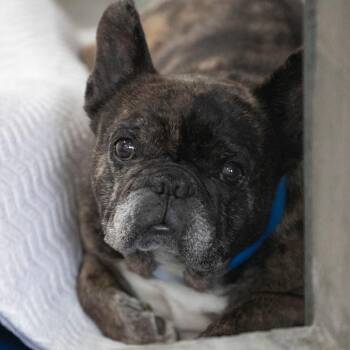 Salieri (AG26-170) -  French Bulldog Dog for Adoption in Peyton, Colorado - Salieri (AG26-170) | PetCurious