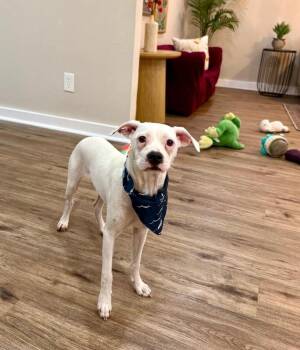 Riley Sweets One Of A Kind -  Boxer and Pit Bull Terrier Dog for Adoption in Friendswood, Texas - Riley Sweets One Of A Kind | PetCurious