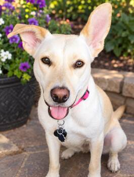 Opal -  Mixed Breed Dog for Adoption in Seville, Ohio - Opal | PetCurious