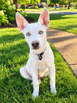 Tadd -  Shepherd and Husky Dog for Adoption in Park Forest, Illinois - Tadd | PetCurious