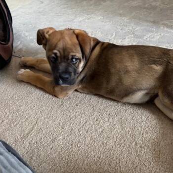 Shepherd Dogs Available for Adoption - Barkley | PetCurious