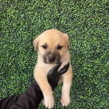 Australian Cattle Dog Blue Heeler and Mixed Breed Dogs Available for Adoption in El Paso, Texas - 60790247 | PetCurious