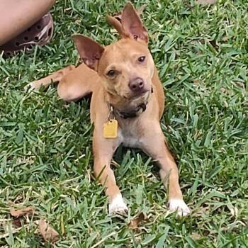 Chihuahua and Papillon Dogs Available for Adoption - Minnow  | PetCurious