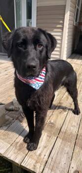 Corduroy -  Black Labrador Retriever Dog for Adoption in Winamac, Indiana - Corduroy | PetCurious