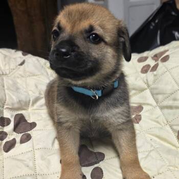 Brownie -  Mixed Breed Dog for Adoption - Brownie | PetCurious