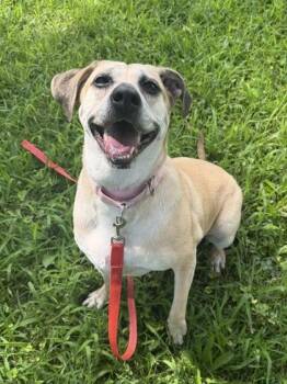 Clove -  Black Mouth Cur and Mixed Breed Dog for Adoption in Kansas City, Missouri - Clove | PetCurious