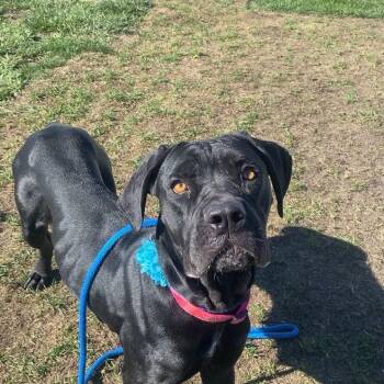 Ujo Princess -  Cane Corso and Mastiff Dog for Adoption in Plainfield, Illinois - Ujo Princess | PetCurious