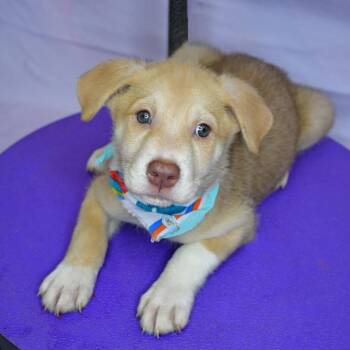 Husky Dogs Available for Adoption in Beaumont, Texas - Garlic Powder | PetCurious