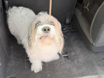 STRAY NOT AVAILABE -  Lhasa Apso and Mixed Breed Dog for Adoption in Fort Lauderdale, Florida - STRAY NOT AVAILABE | PetCurious