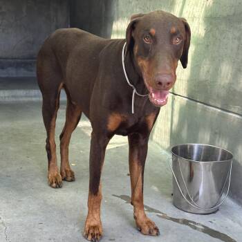 Doberman Pinscher Dogs Available for Adoption - Phoenix | PetCurious