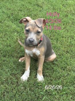 Holly -  American Bully Dog for Adoption in Glocester, Rhode Island - Holly | PetCurious