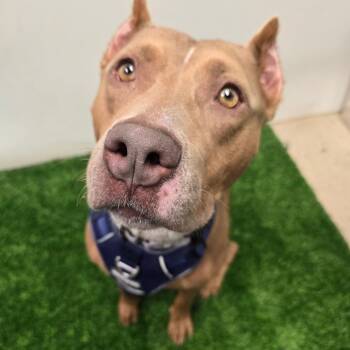 Mula -  Pit Bull Terrier Dog for Adoption in Columbia, Missouri - Mula | PetCurious