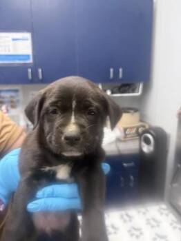 Labrador Retriever and Mixed Breed Dogs Available for Adoption in North Charleston, South Carolina - 3472B Marilyn | PetCurious