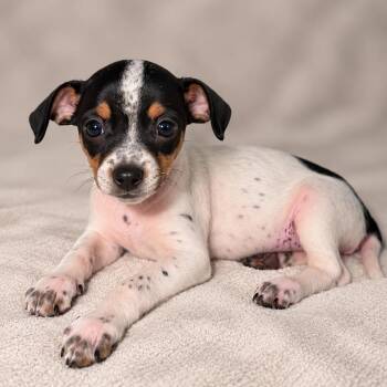 Oreo -  Jack Russell Terrier and Mixed Breed Dog for Adoption in Tucson, Arizona - Oreo | PetCurious